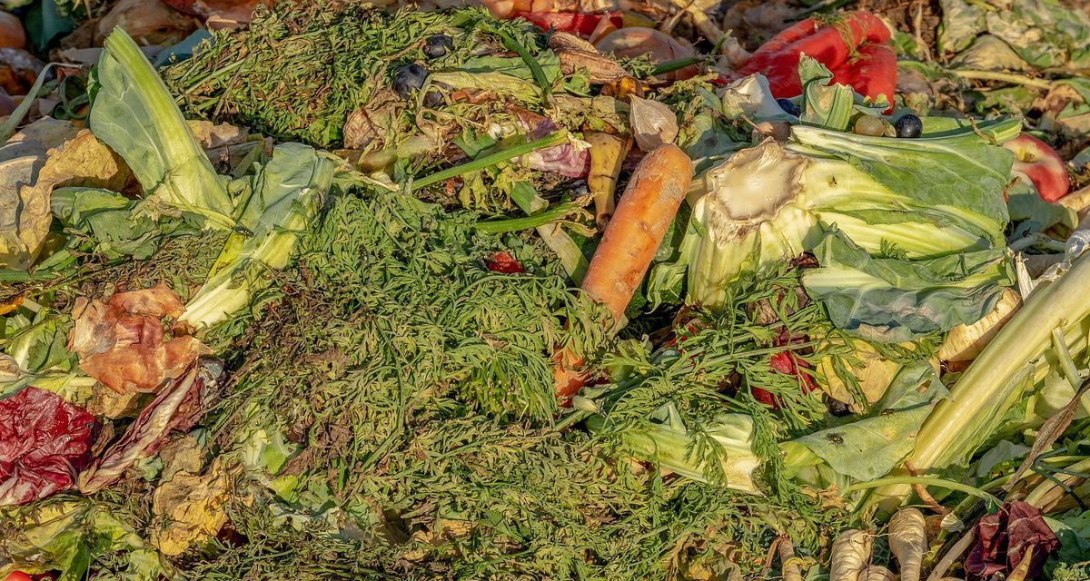 Prueba de alimentación de lombrices rojas