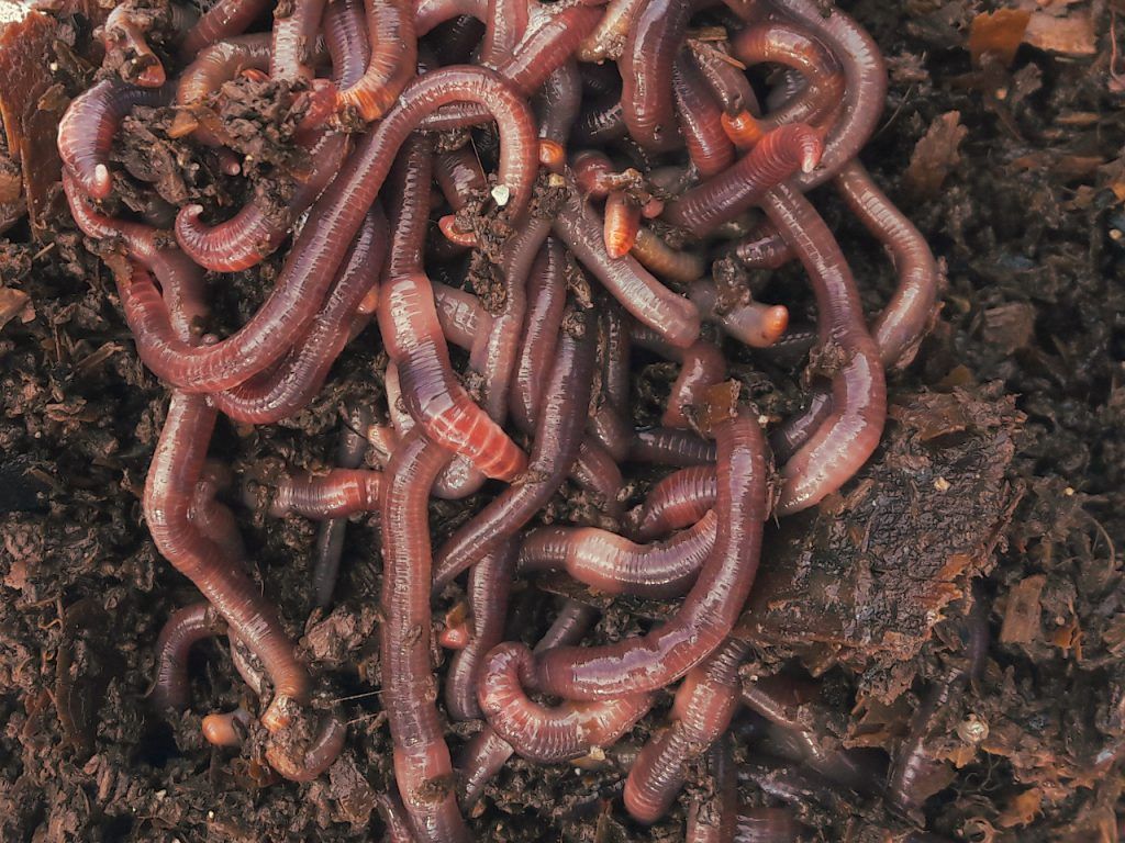 Lombrices lombricentro