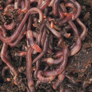 Lombrices lombricentro