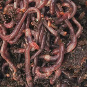 Lombrices lombricentro