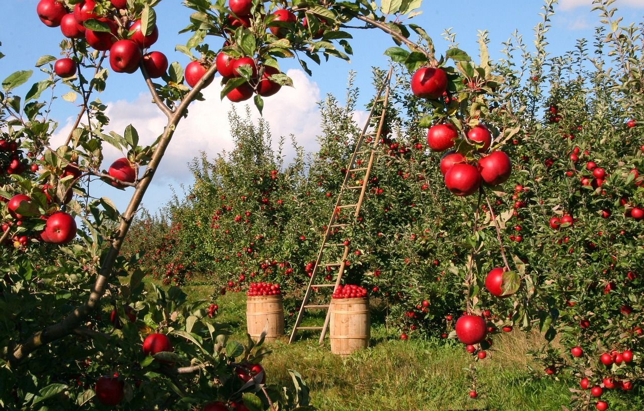 Manzanos