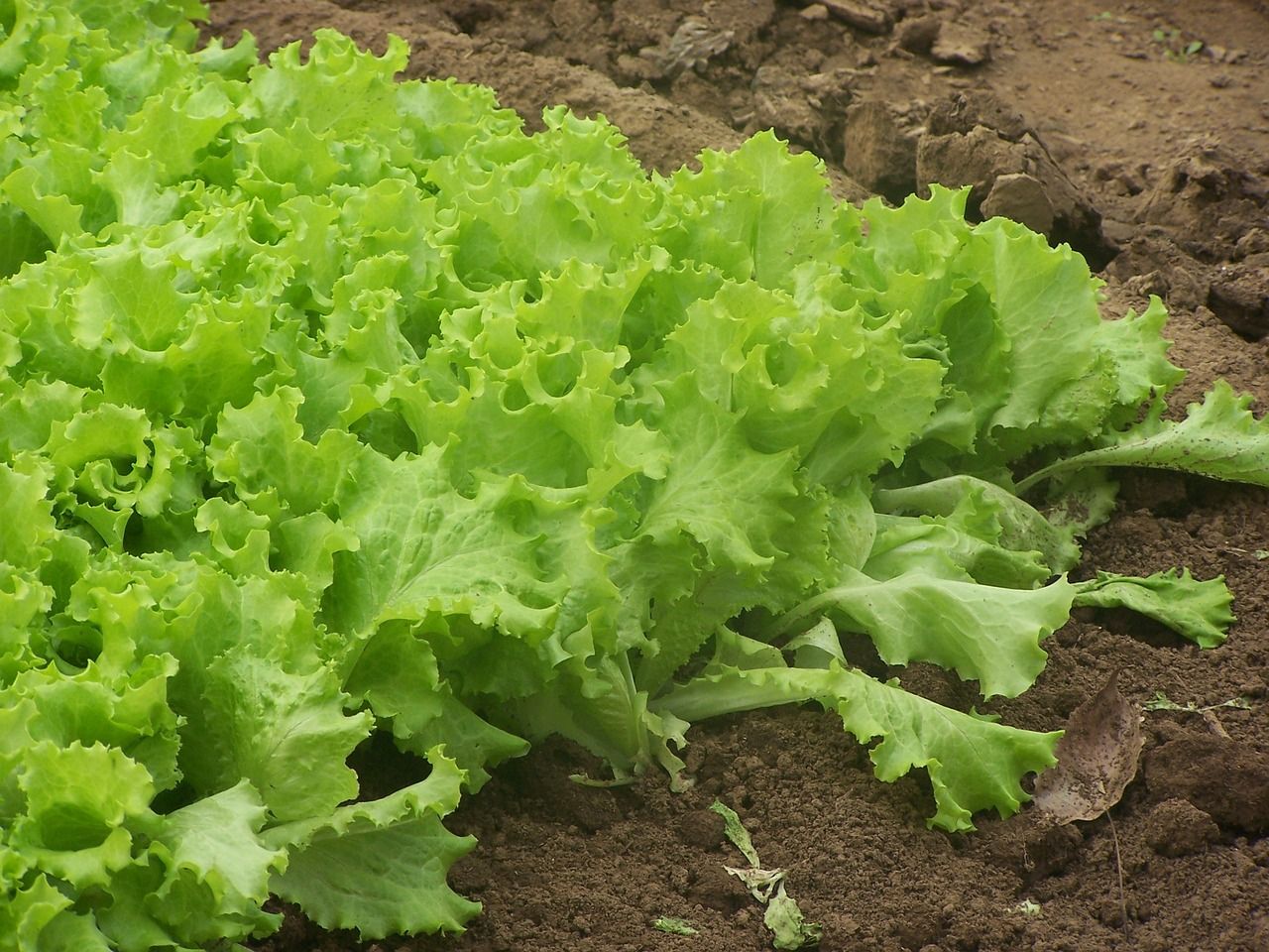 Lechugas