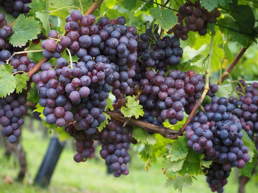 Mas racimos uvas negras
