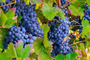 Racimos uvas negras