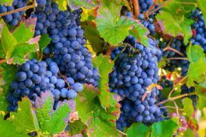 Racimos uvas negras