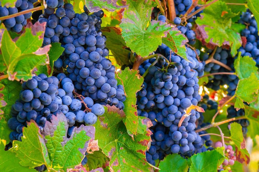 Racimos uvas negras