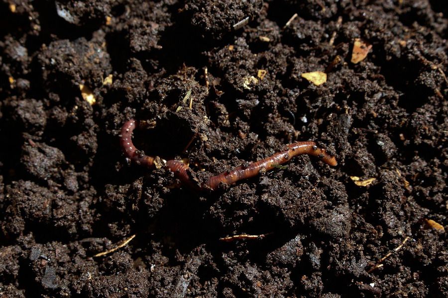 Compost maduro