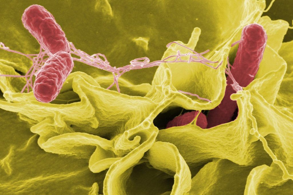 Bacterias salmonella