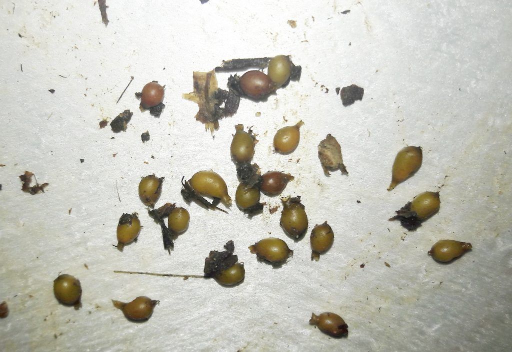 Cocones lombricentro