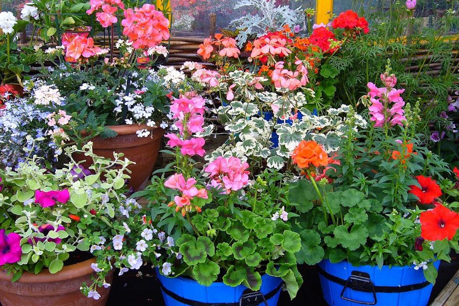 Plantas en macetas