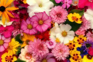 Floristería lombricultura