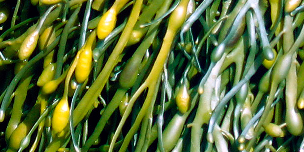 Ascophyllum Nodosum