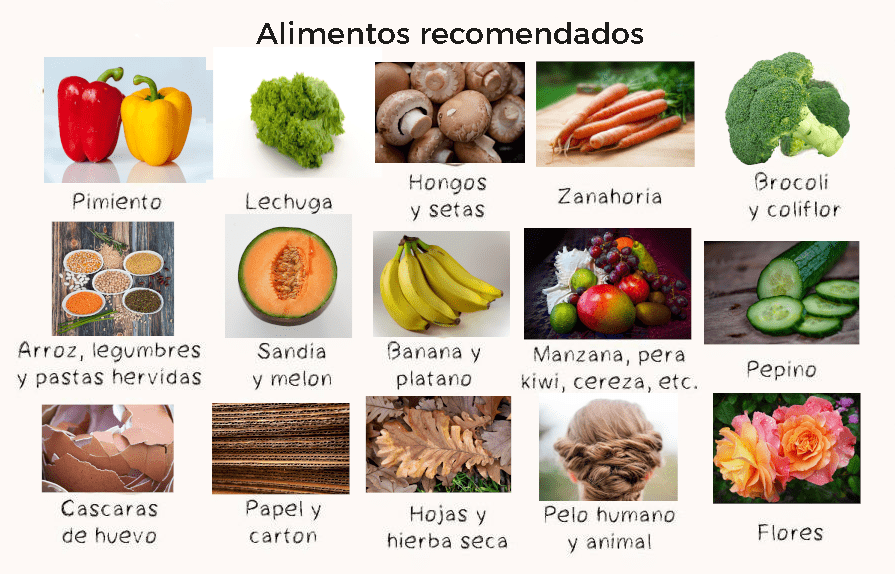 Cómo alimentar a las lombrices rojas californianas