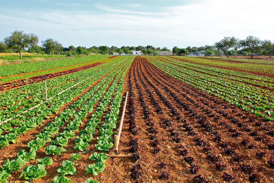 Campo de lechugas