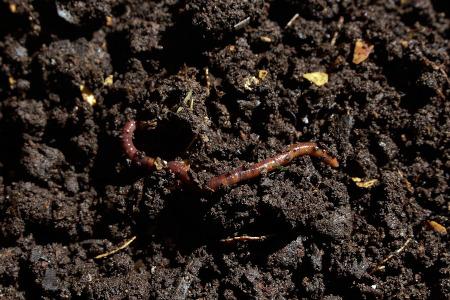 Compost maduro 300