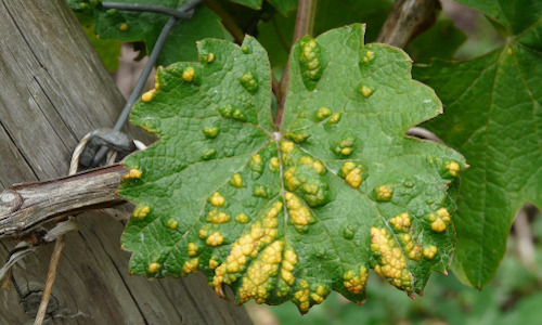 Hoja enferma