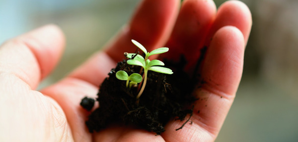 planta pequeñita