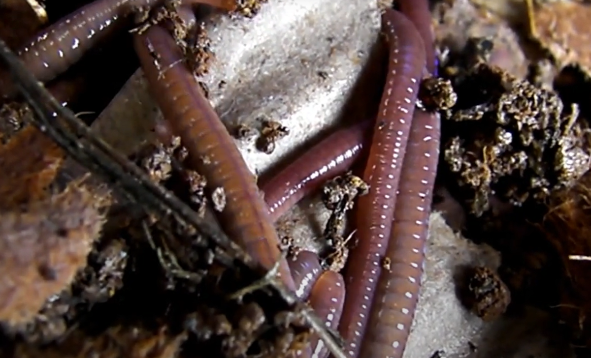 Lombrices azules Perionyx excavatus