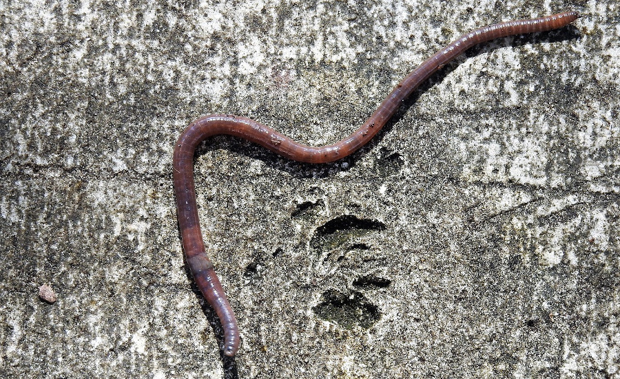 Lombriz común de tierra Lombricus terrestris