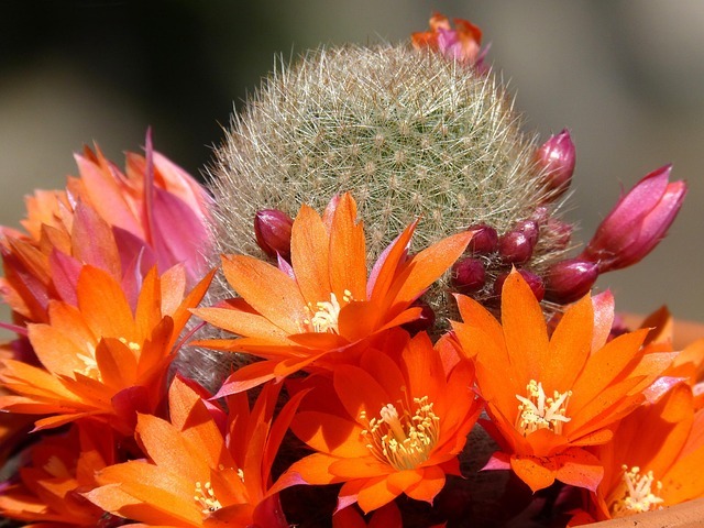 Cactus