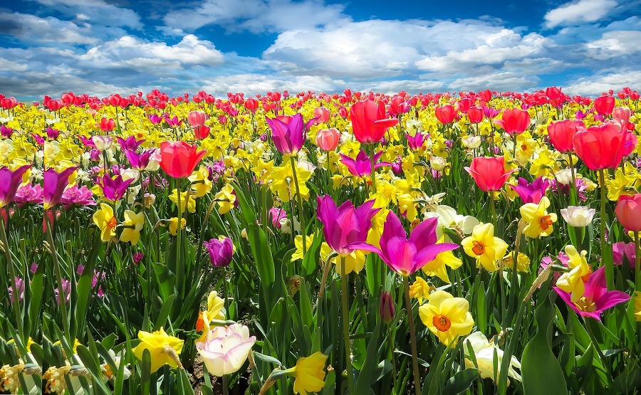 Flores primavera