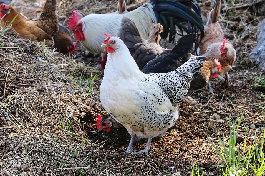 Tipos de compost, gallinaza