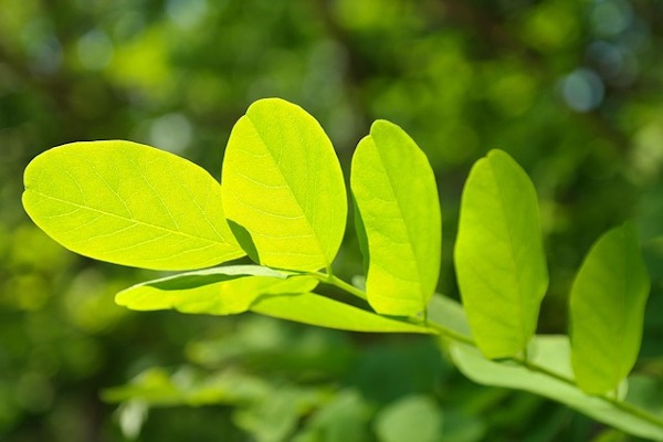 Hojas planta