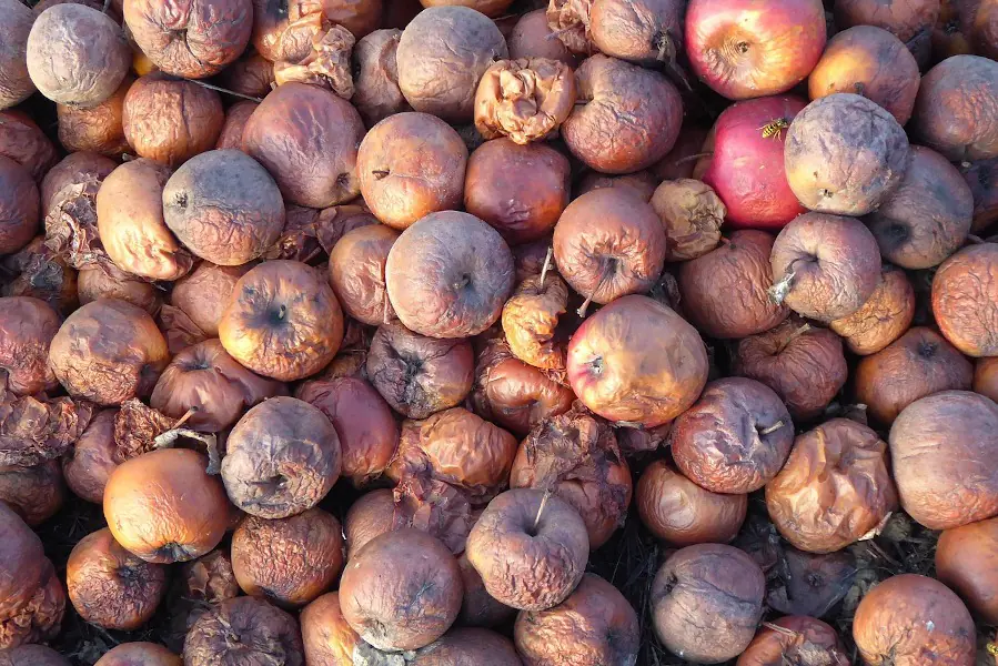 Manzanas pochas