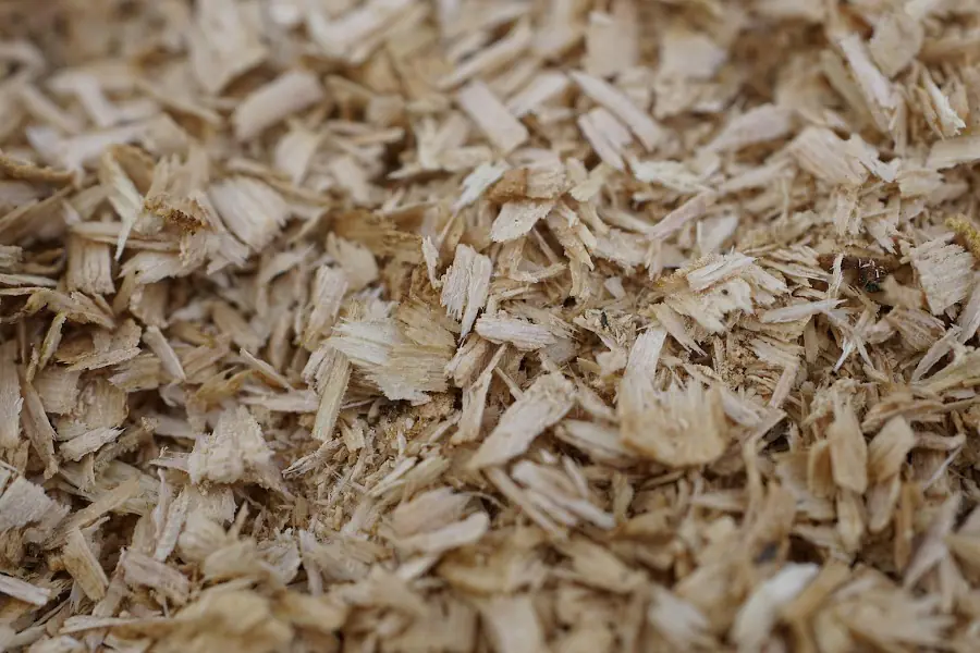 Virutas de madera