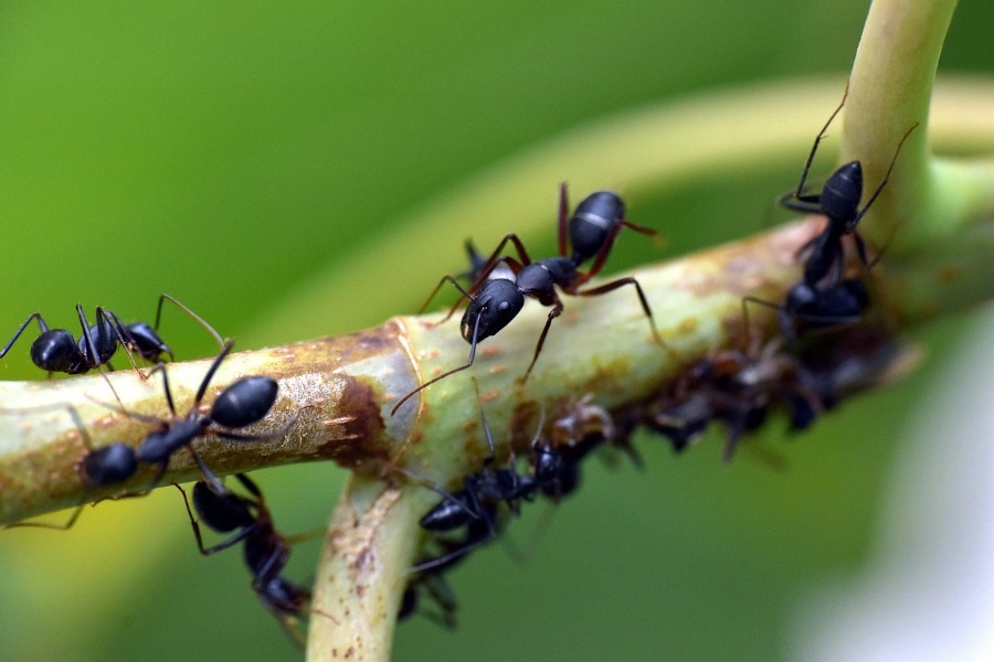 Hormigas