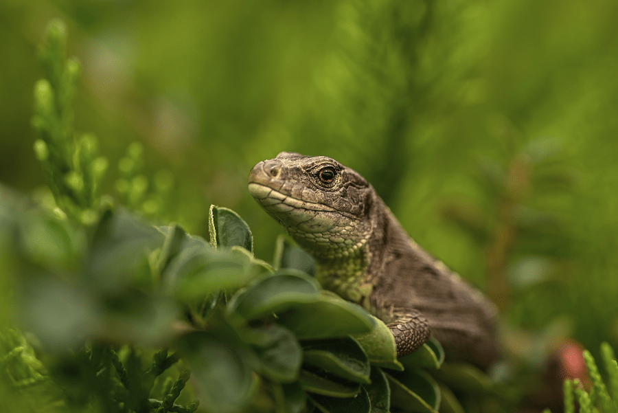 Lagarto