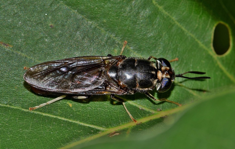 Mosca soldado