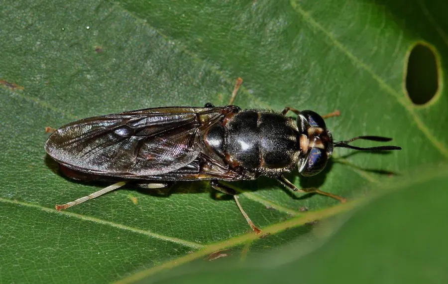 Mosca soldado