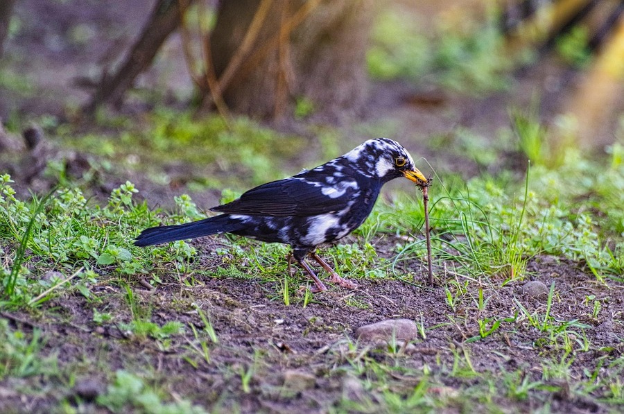 Pájaro comiendo lombriz