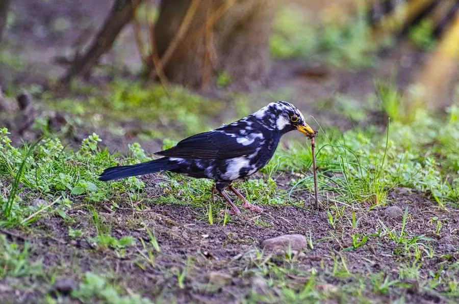 Pájaro comiendo lombriz
