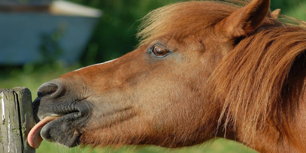 Cómo compostar correctamente estiércol de caballo o vaca