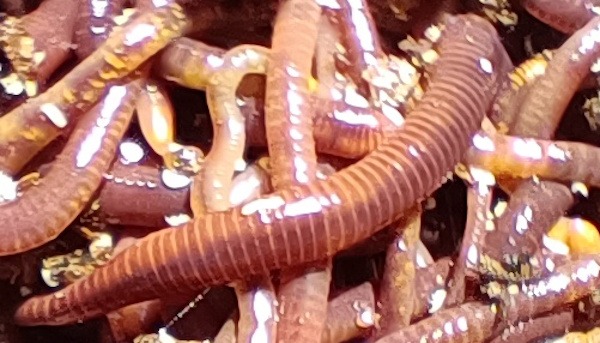 Eisenia Foetida