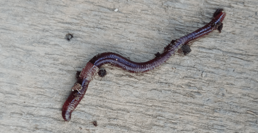Eisenia Hortensis lombriz roja californiana