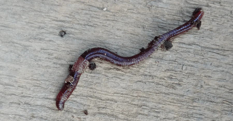 Eisenia Hortensis lombriz roja californiana