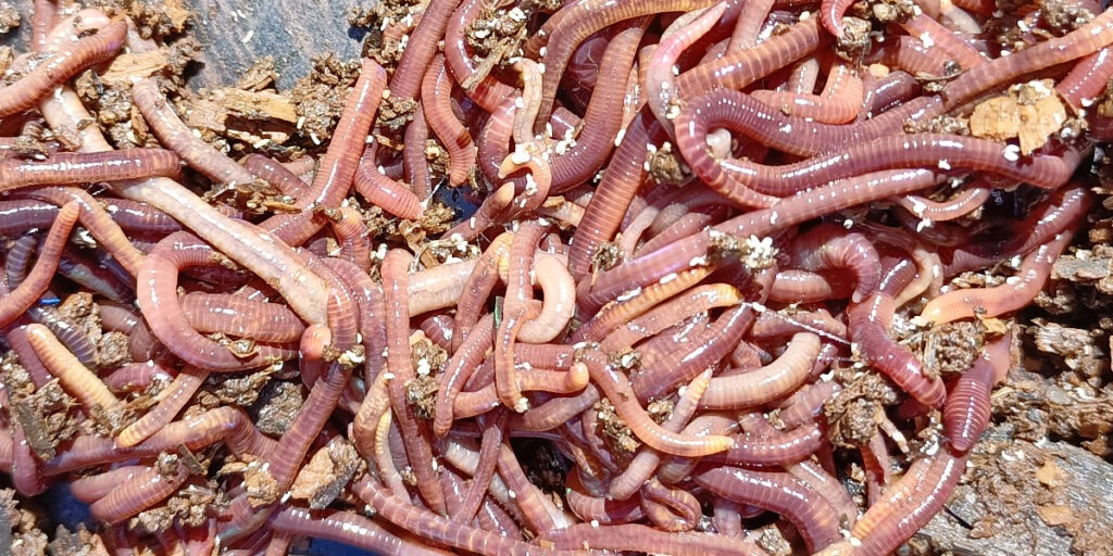 Especies de lombriz roja californiana: aprende a distinguirlas