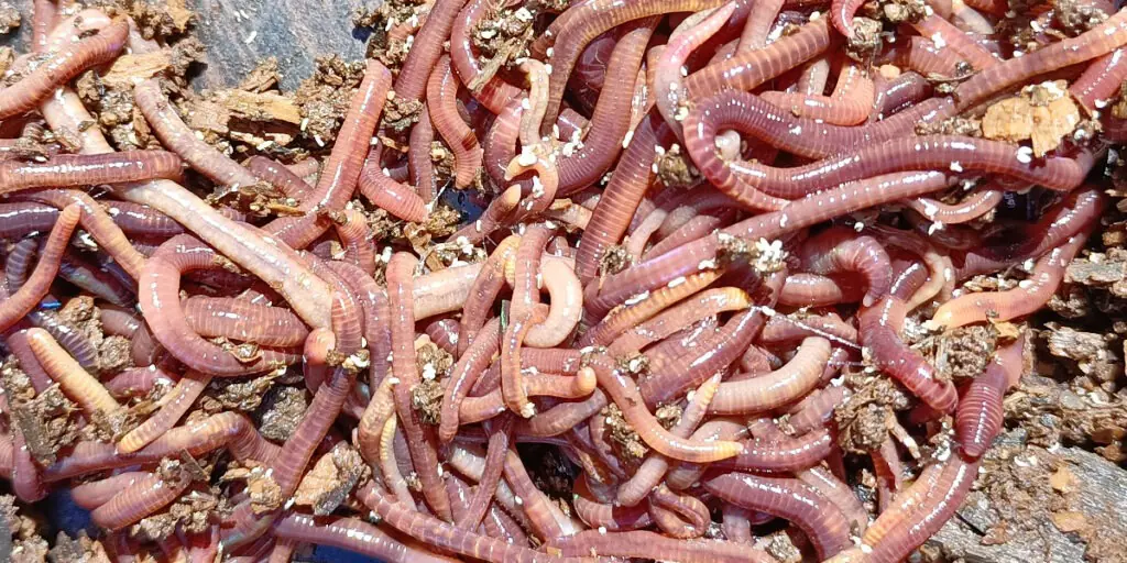 Especies de lombriz roja californiana: aprende a distinguirlas