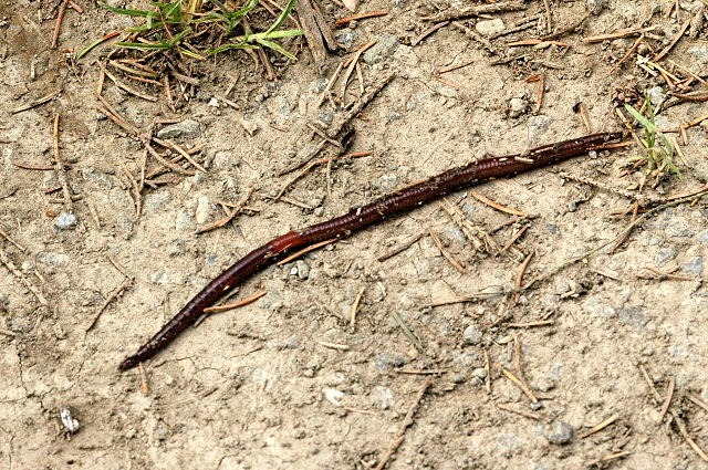 Lumbricus Rubellus